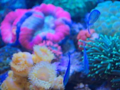 Nutrients on the Reef (I)