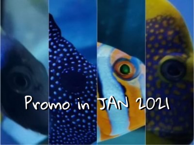 Promo in Jan 2021