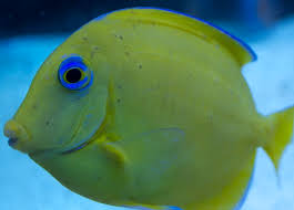 Black Ich (turbellarians) | REEF2REEF Saltwater and Reef Aquarium Forum