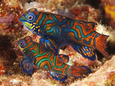 A guide to Dragonets mandarin fish (Synchiropus)