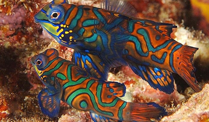 A guide to Dragonets mandarin fish (Synchiropus)