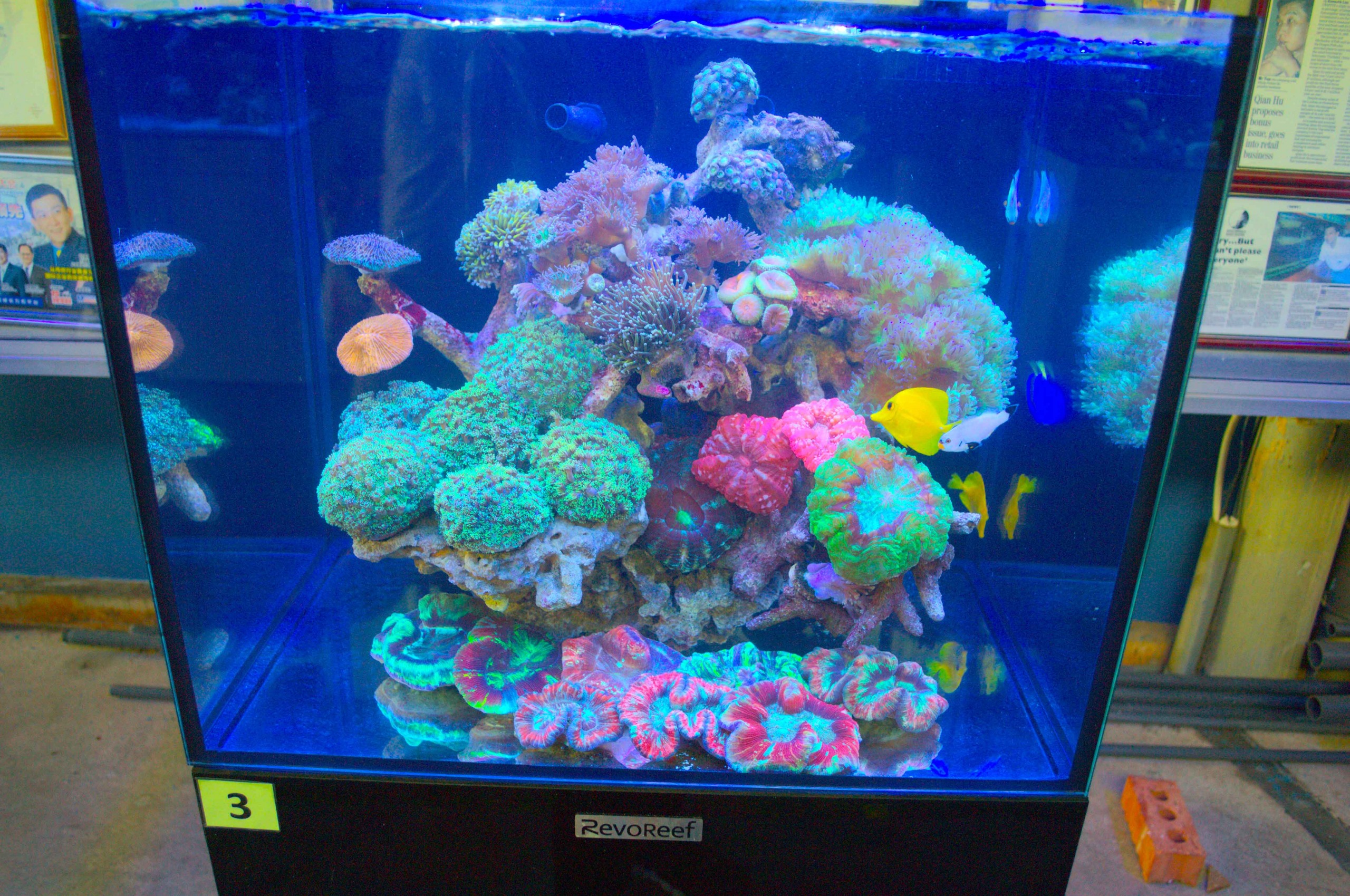 How to Set up a marine saltwater aquarium tank ? - Singapore Reef