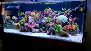saltwater marine tank setup