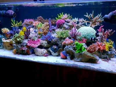 How to Set up a marine saltwater aquarium tank  ?