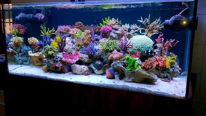 How to Set up a marine saltwater aquarium tank  ?